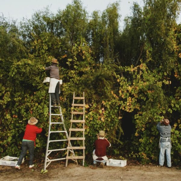 Vinícola produtora de Pipeño