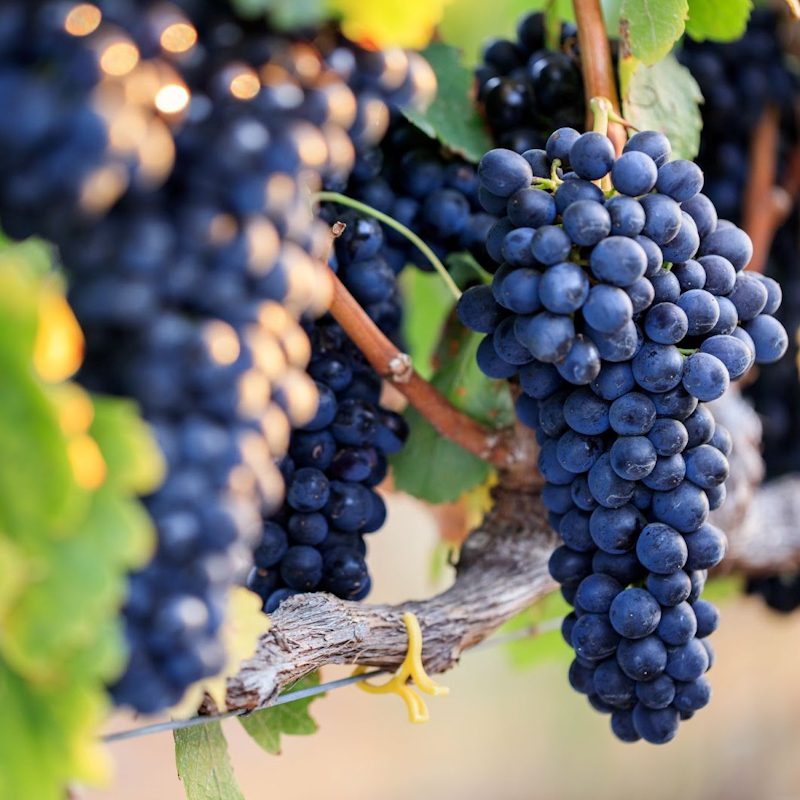 Uva Syrah
